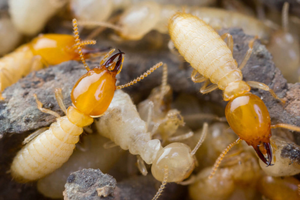 termite damage apt pest